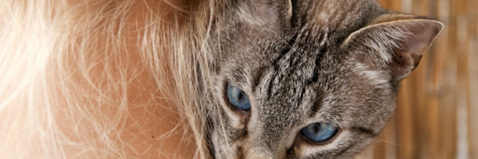 Faire garder ses animaux : toutes les solutions