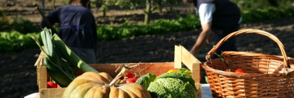 Jardiner avec la Lune