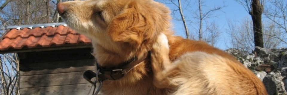 Repérer et éliminer les puces de son chien