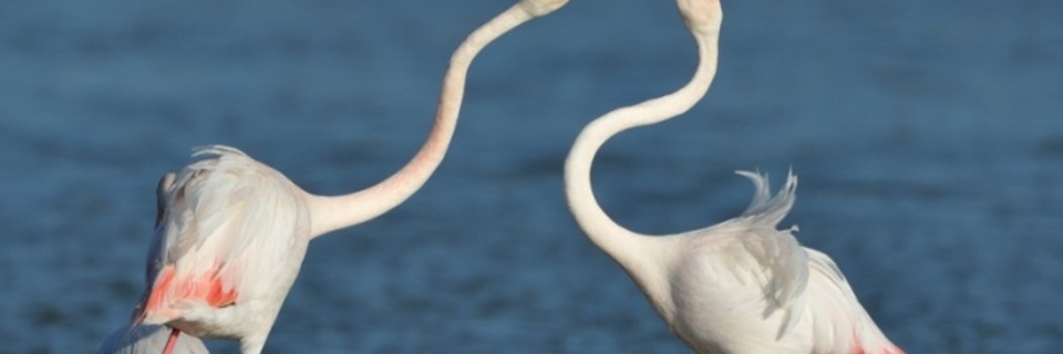 La Camargue au fil de l’eau