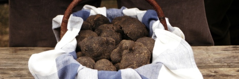 La truffe : à la conquête de ce diamant noir