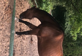 Alternative Vincennes /Nicolas FLAMEL