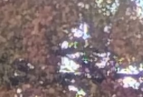 RANDONNEE DANS LE BOIS DE VINCENNES