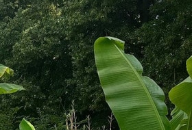 RANDONNEE DANS LE BOIS DE VINCENNES