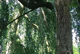 RANDONNEE DANS LE BOIS DE VINCENNES