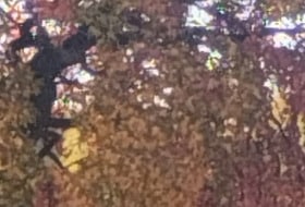 RANDONNEE DANS LE BOIS DE VINCENNES