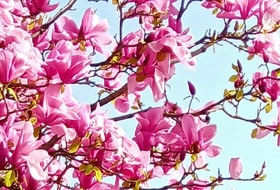 Rue du Cherche-Midi, promenade commentée