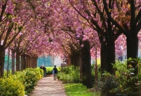 Campagne à Paris, promenade commentée