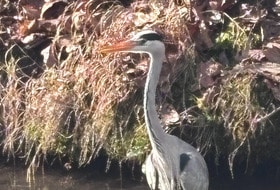 Marche au bois de Vincennes vendredi 3 avril