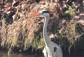 Marche au bois de Vincennes vendredi 10 avril