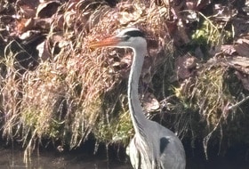 Marche au bois de Vincennes vendredi 17 avril