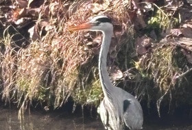 Marche au bois de Vincennes vendredi 24 avril