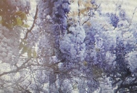 FESTIVAL DES GLYCINES DE LYON MONTCHAT