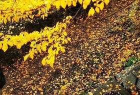 balade photo au Père Lachaise "mélancolie d'automne"