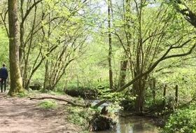 petite balade : le Bois de Serres à Dardilly