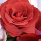 Avatar Josephine22