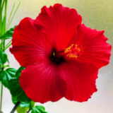 Avatar hello44