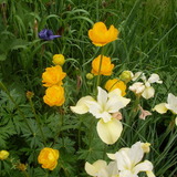 Avatar capucine37
