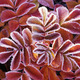 Avatar dole39