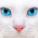 Avatar claudita