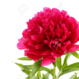 Avatar Pivoine