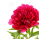Avatar Pivoine