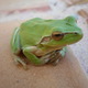 Avatar grenouille29