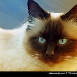 Avatar avily