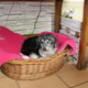 Avatar peluche2