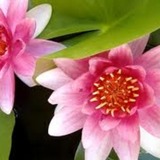 Avatar mamyfleur2