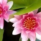 Avatar mamyfleur2