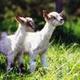 Avatar chayvo