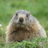 Avatar Marmotte