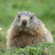 Avatar Marmotte