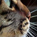 Avatar ilene