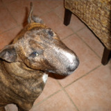 Avatar elyska