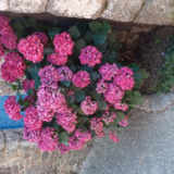 Avatar Fleur