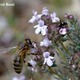 Avatar fleurdethym43