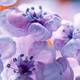 Avatar fleurs31