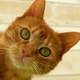 Avatar areulette