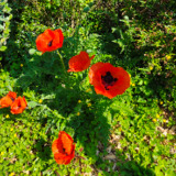 Avatar catherinechambard768