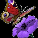 Avatar douceur29