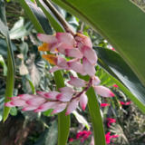 Avatar Mia