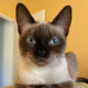 Avatar Romy