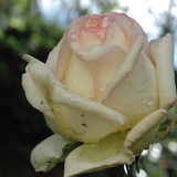 Avatar tulipe87