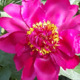 Avatar cerise75