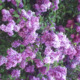 Avatar Fleur