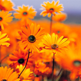Avatar fleurdeparis
