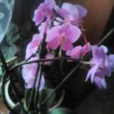 Avatar Fleur