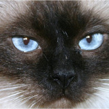 Avatar lamalou